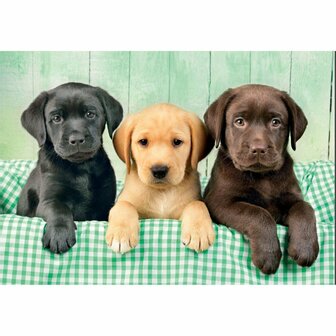 Clementoni High Quality Collection Puzzel Labrador Puppies 1000 Stukjes + Poster