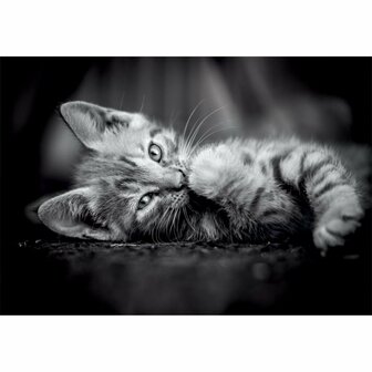 Clementoni High Quality Collection Puzzel Kitten 1000 Stukjes + Poster