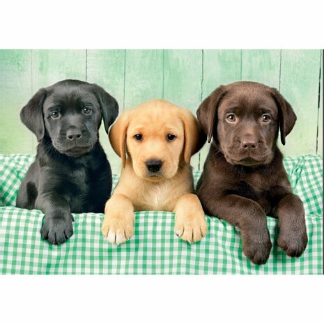 Clementoni High Quality Collection Puzzel Labrador Puppies 1000 Stukjes + Poster