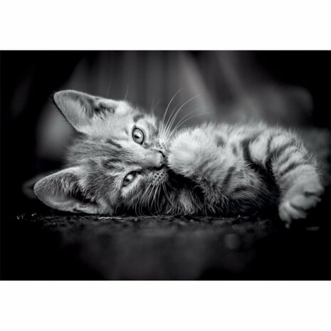 Clementoni High Quality Collection Puzzel Kitten 1000 Stukjes + Poster